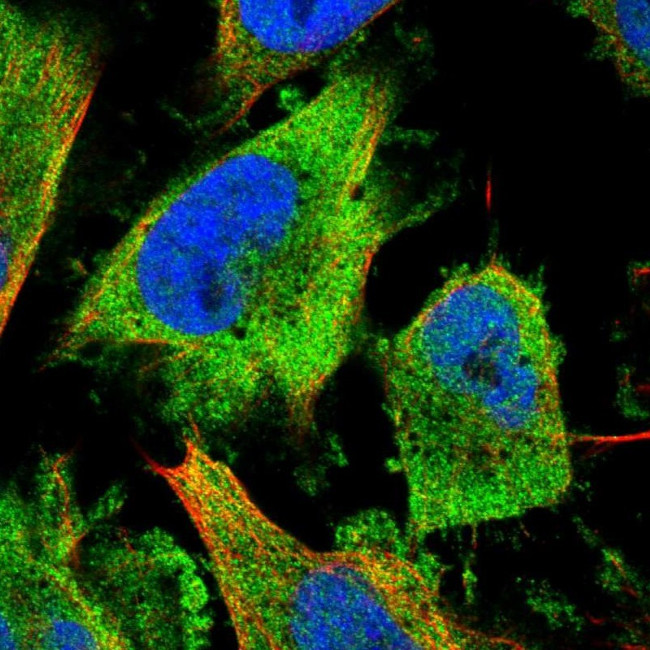 NUDCD3 Antibody in Immunocytochemistry (ICC/IF)