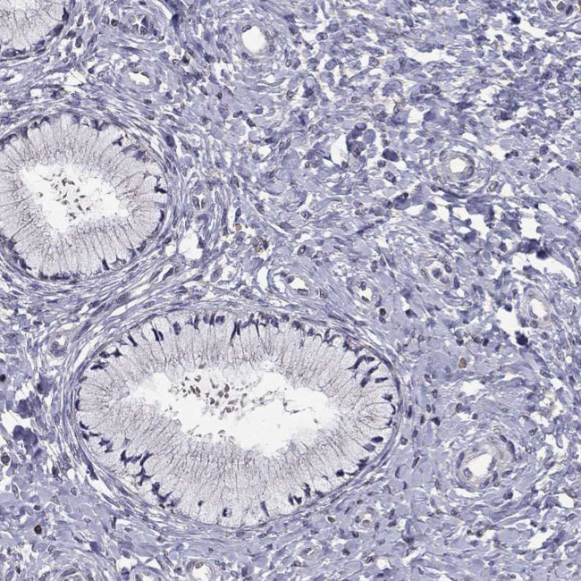 HCN1 Antibody in Immunohistochemistry (Paraffin) (IHC (P))