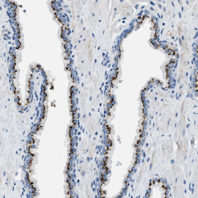 BRICD5 Antibody in Immunohistochemistry (Paraffin) (IHC (P))