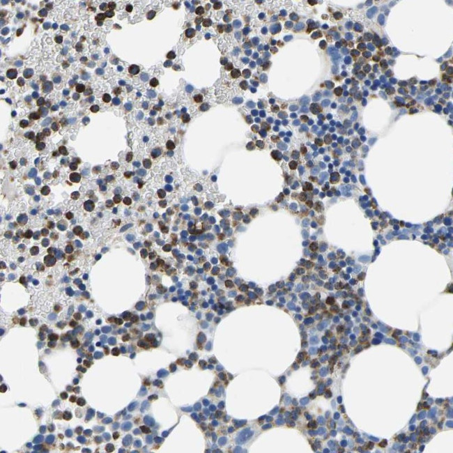 MS4A3 Antibody in Immunohistochemistry (Paraffin) (IHC (P))