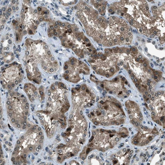ACTL9 Antibody in Immunohistochemistry (Paraffin) (IHC (P))