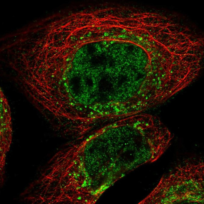 FAM219A Antibody in Immunocytochemistry (ICC/IF)