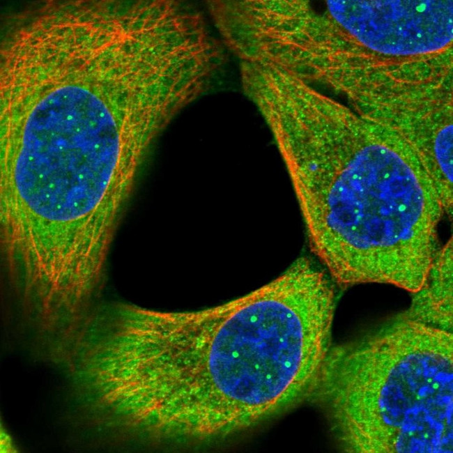 WDR31 Antibody in Immunocytochemistry (ICC/IF)