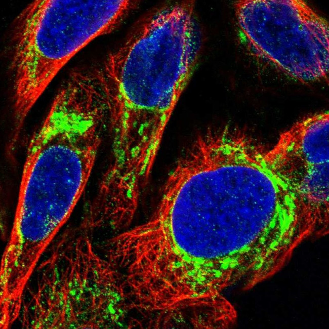 SFXN1 Antibody in Immunocytochemistry (ICC/IF)