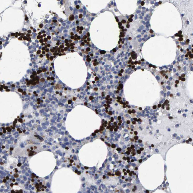 HEMGN Antibody in Immunohistochemistry (Paraffin) (IHC (P))