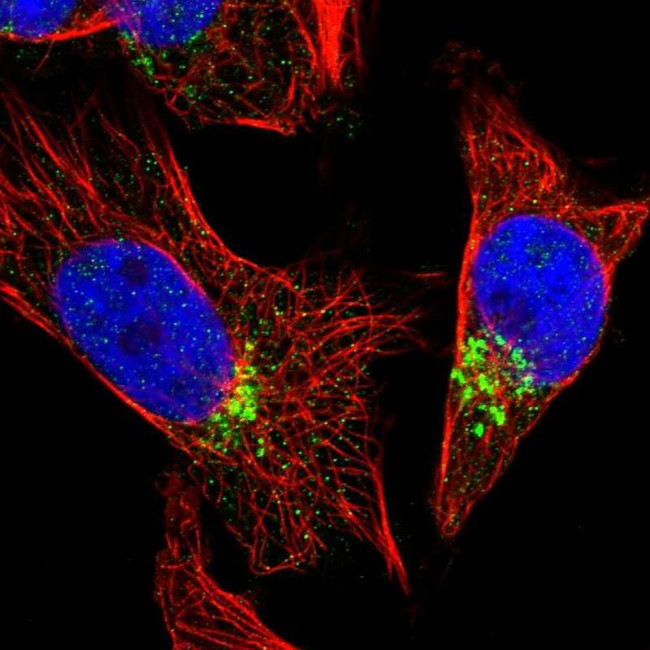 FAM18B Antibody in Immunocytochemistry (ICC/IF)
