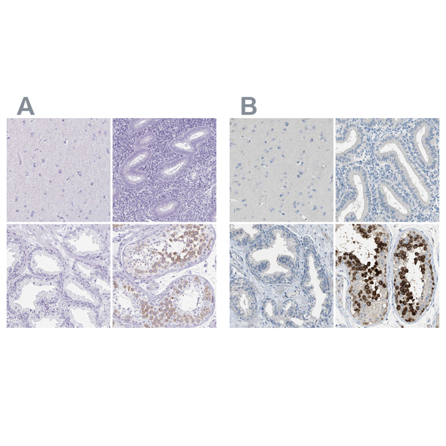 DAZL Antibody in Immunohistochemistry (Paraffin) (IHC (P))