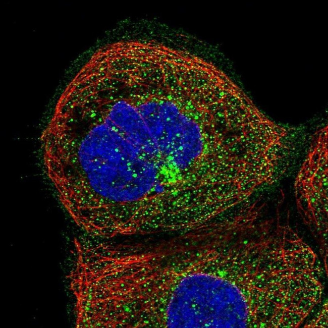 SMU1 Antibody in Immunocytochemistry (ICC/IF)