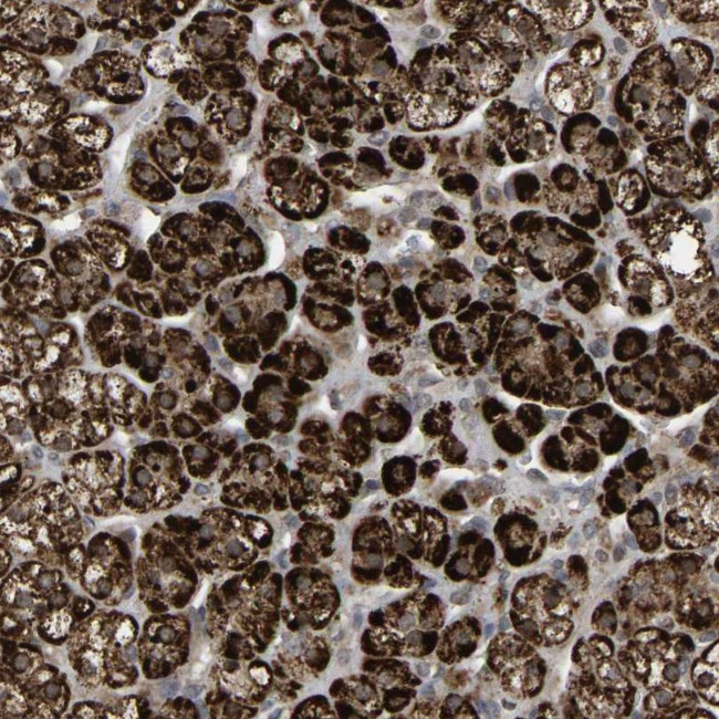 C7orf29 Antibody in Immunohistochemistry (Paraffin) (IHC (P))