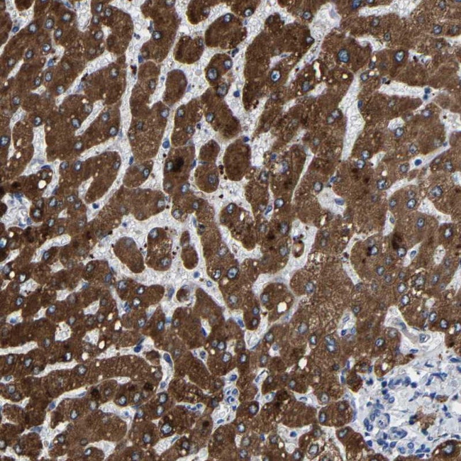 CCDC171 Antibody in Immunohistochemistry (Paraffin) (IHC (P))
