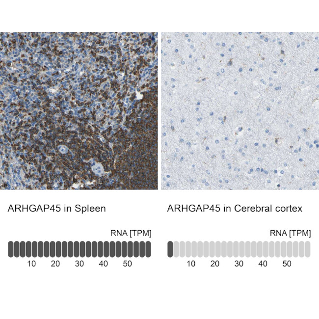 HMHA1 Antibody in Immunohistochemistry (IHC)