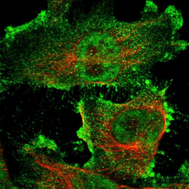 ARHGAP23 Antibody in Immunocytochemistry (ICC/IF)