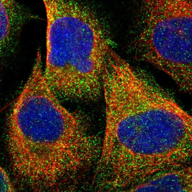 NAPE PLD Antibody in Immunocytochemistry (ICC/IF)