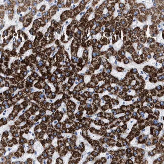 PHF17 Antibody in Immunohistochemistry (Paraffin) (IHC (P))