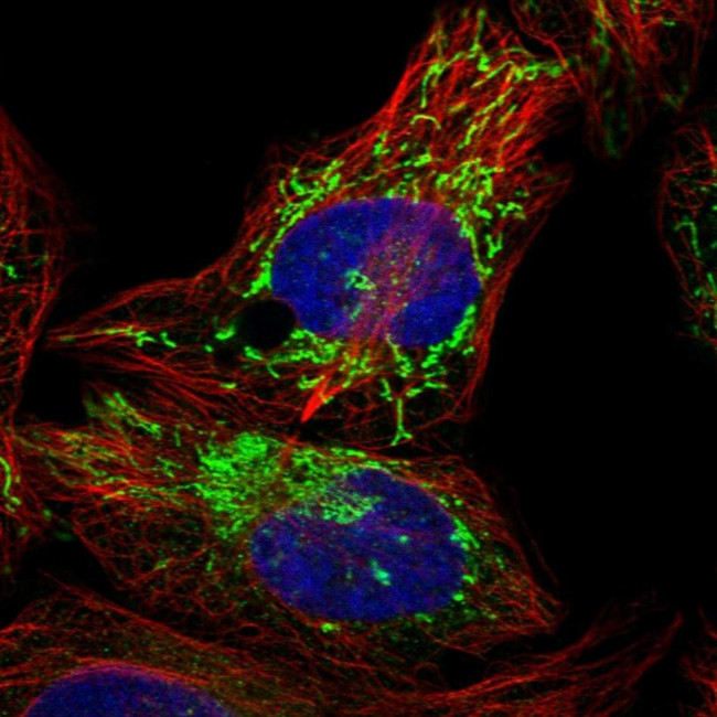 PPM1K Antibody in Immunocytochemistry (ICC/IF)