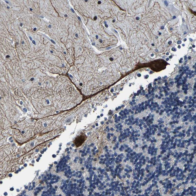 Ubinuclein 2 Antibody in Immunohistochemistry (Paraffin) (IHC (P))