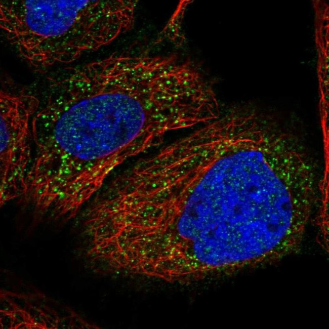 PEX1 Antibody in Immunocytochemistry (ICC/IF)