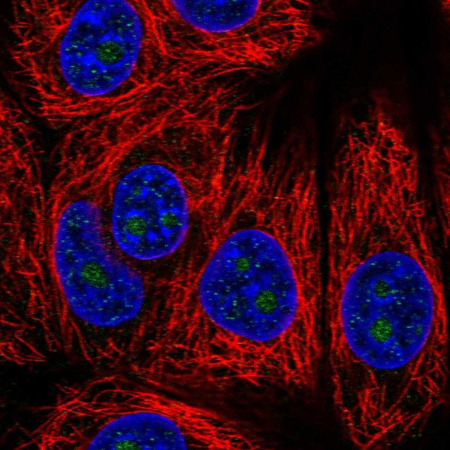 HDHD3 Antibody in Immunocytochemistry (ICC/IF)