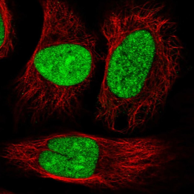 DRB1 Antibody in Immunocytochemistry (ICC/IF)