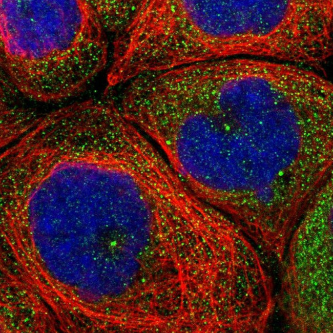 CNTRL Antibody in Immunocytochemistry (ICC/IF)