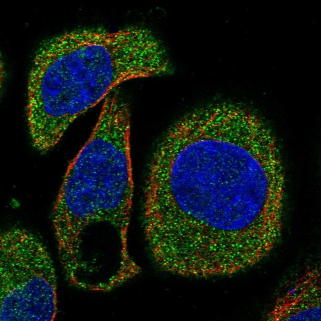 OSTF1 Antibody in Immunocytochemistry (ICC/IF)