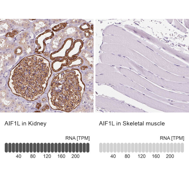 AIF1L Antibody in Immunohistochemistry (IHC)