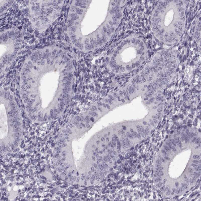 PRSS37 Antibody in Immunohistochemistry (Paraffin) (IHC (P))