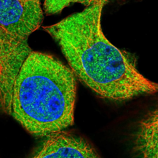 ASZ1 Antibody in Immunocytochemistry (ICC/IF)