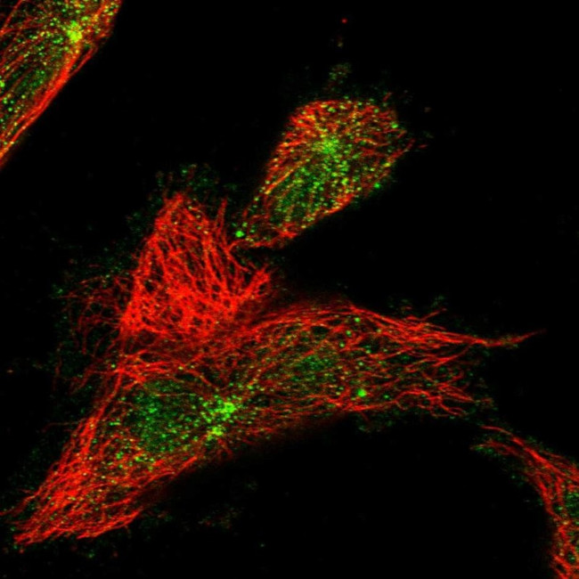 WDR60 Antibody in Immunocytochemistry (ICC/IF)