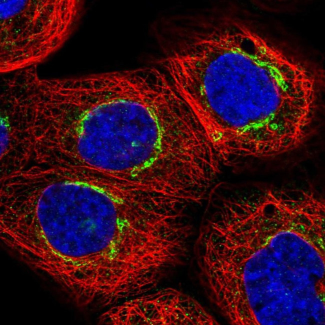 ZMYND19 Antibody in Immunocytochemistry (ICC/IF)