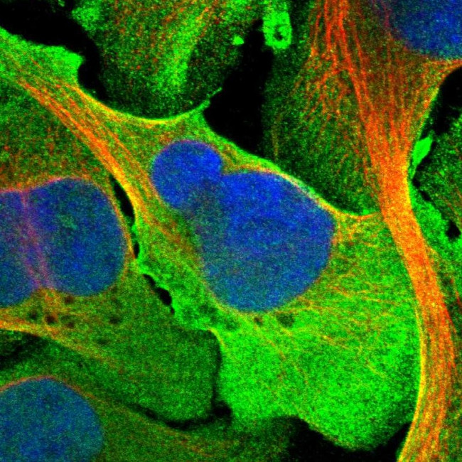 C9orf75 Antibody in Immunocytochemistry (ICC/IF)