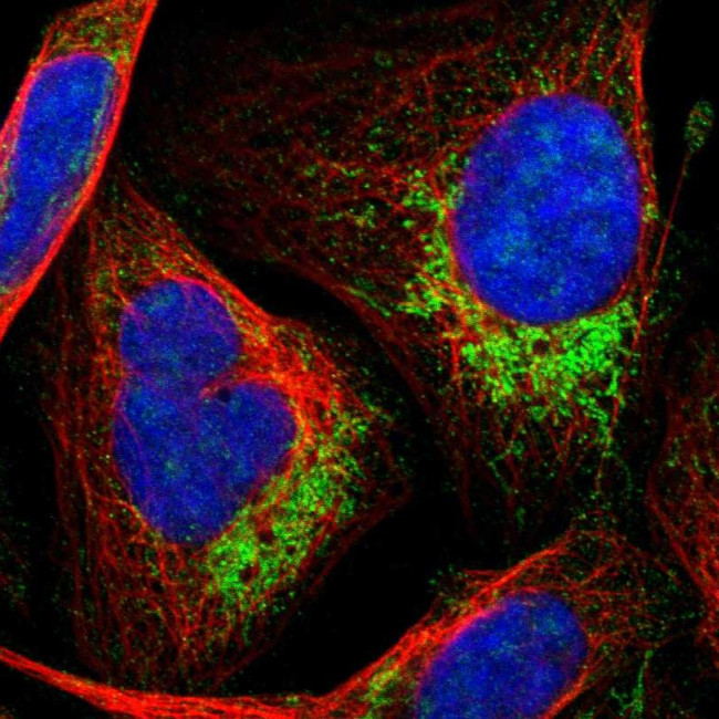 HINT2 Antibody in Immunocytochemistry (ICC/IF)