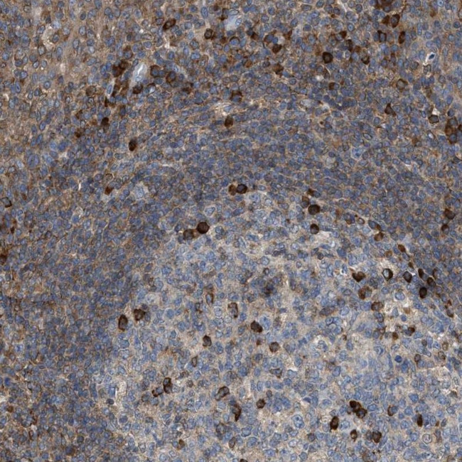 FGD3 Antibody in Immunohistochemistry (Paraffin) (IHC (P))