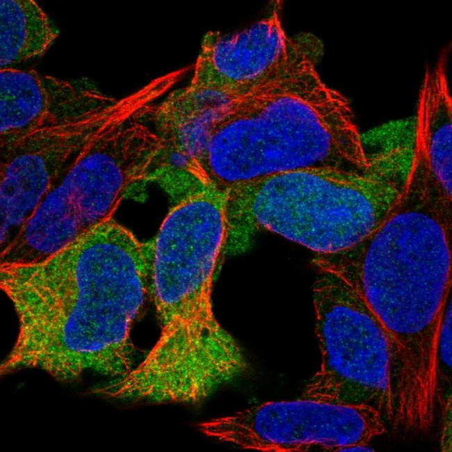 KIAA0895 Antibody in Immunocytochemistry (ICC/IF)