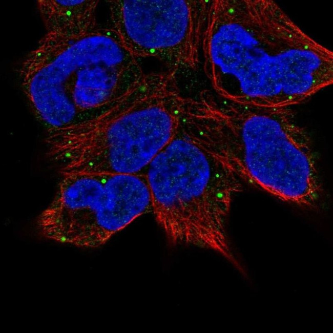 TECPR1 Antibody in Immunocytochemistry (ICC/IF)