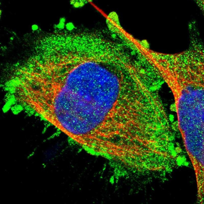 RGP1 Antibody in Immunocytochemistry (ICC/IF)