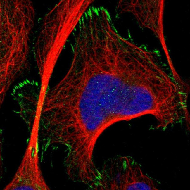 TMEM53 Antibody in Immunocytochemistry (ICC/IF)