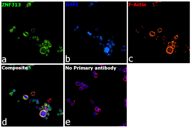 ZNF313 Antibody in Immunocytochemistry (ICC/IF)