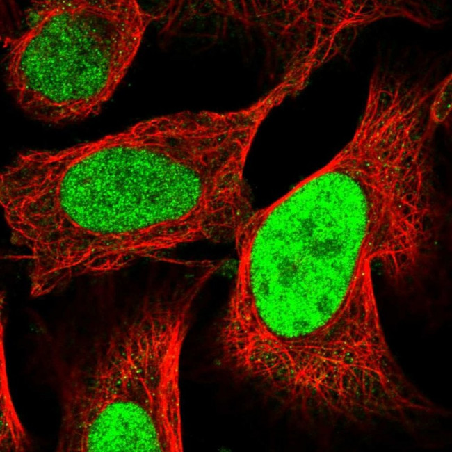 C9orf78 Antibody in Immunocytochemistry (ICC/IF)
