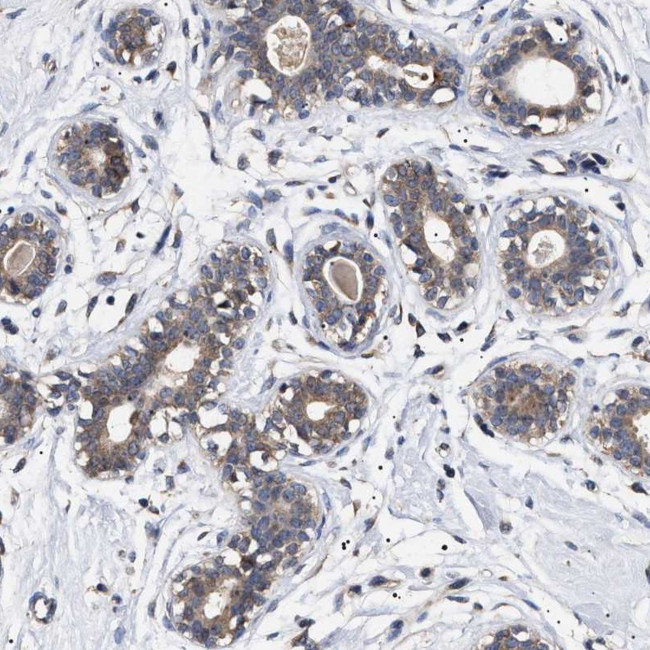 KRBA1 Antibody in Immunohistochemistry (Paraffin) (IHC (P))