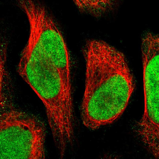 C9orf78 Antibody in Immunocytochemistry (ICC/IF)