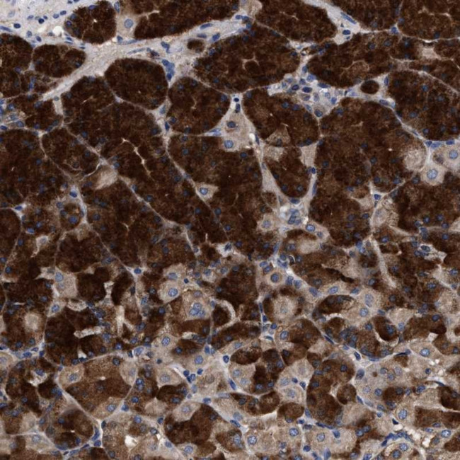 C9orf135 Antibody in Immunohistochemistry (Paraffin) (IHC (P))