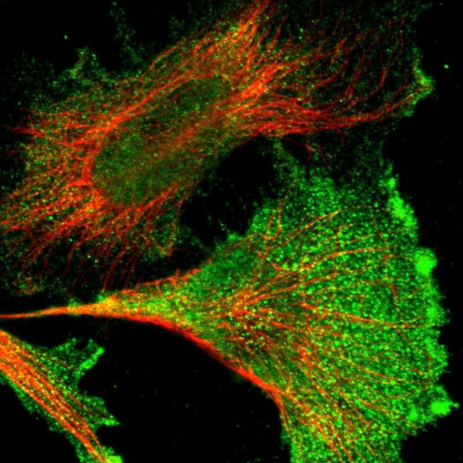 Niban-like protein Antibody in Immunocytochemistry (ICC/IF)