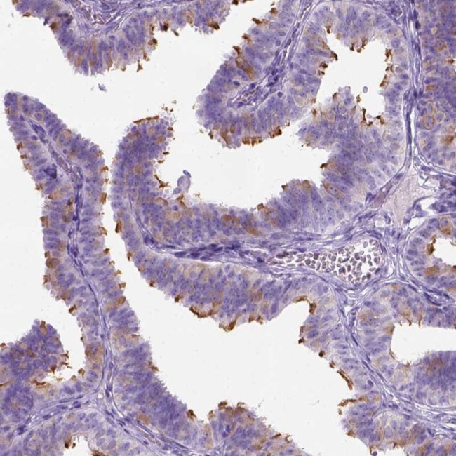 C7orf57 Antibody in Immunohistochemistry (Paraffin) (IHC (P))