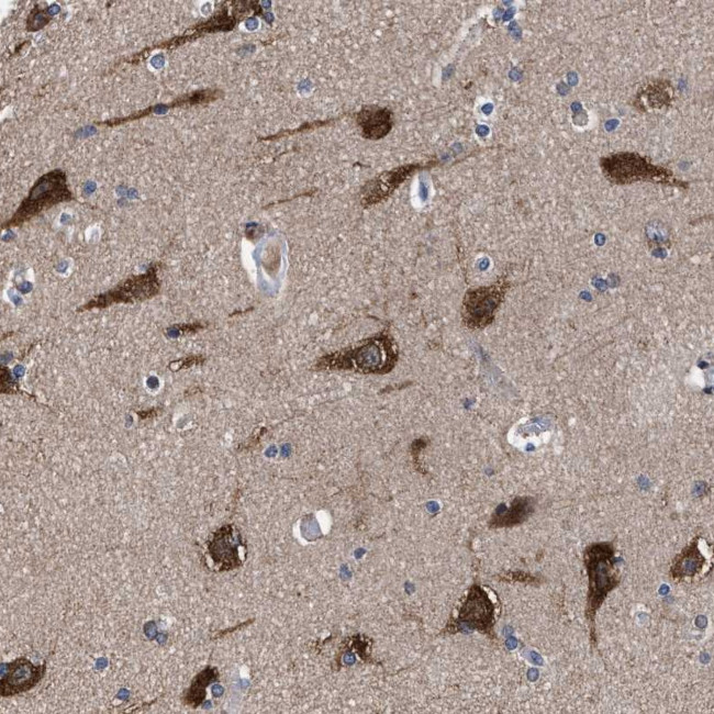 C9orf135 Antibody in Immunohistochemistry (Paraffin) (IHC (P))