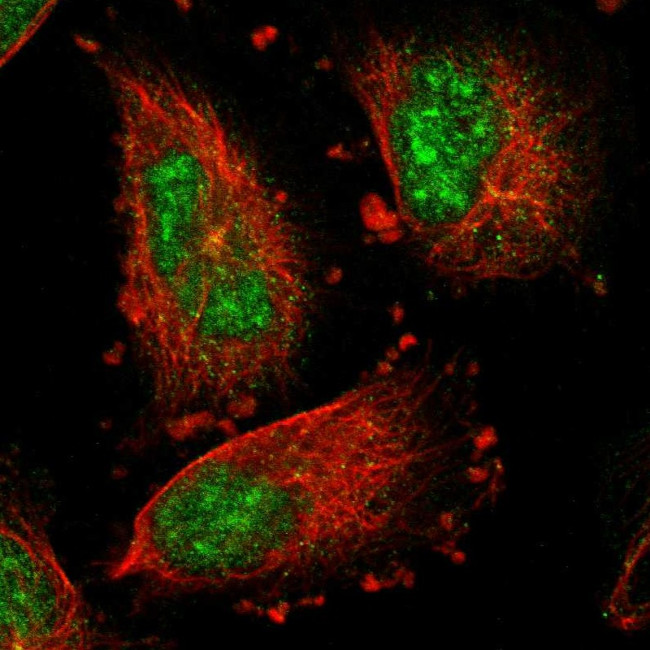 IER5L Antibody in Immunocytochemistry (ICC/IF)