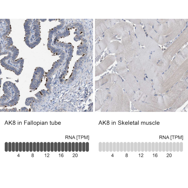 Adenylate Kinase 8 Antibody