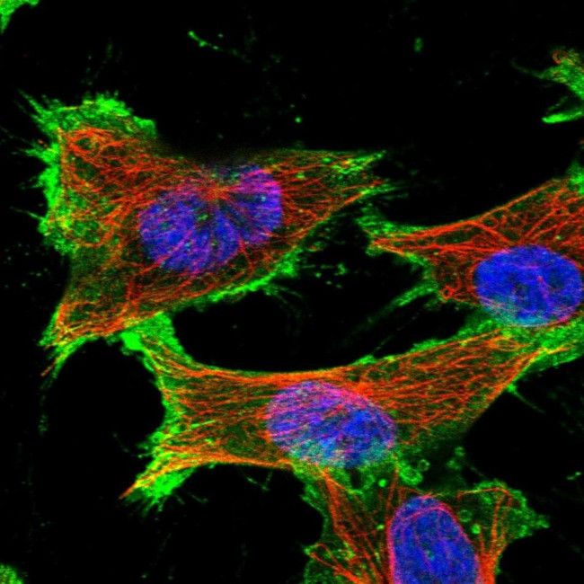 SLC16A3 Antibody in Immunocytochemistry (ICC/IF)