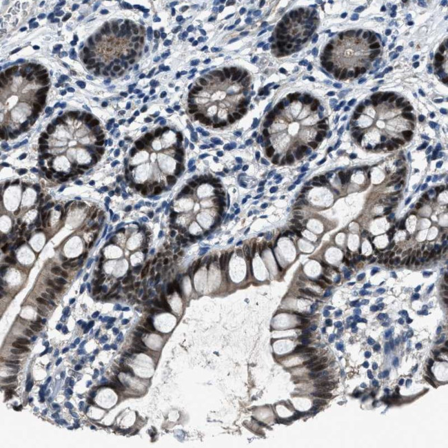DUSP19 Antibody in Immunohistochemistry (Paraffin) (IHC (P))