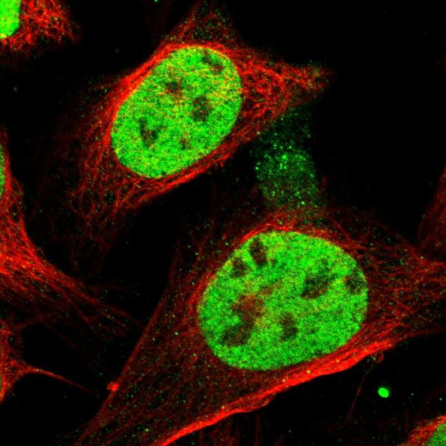 SFRS15 Antibody in Immunocytochemistry (ICC/IF)